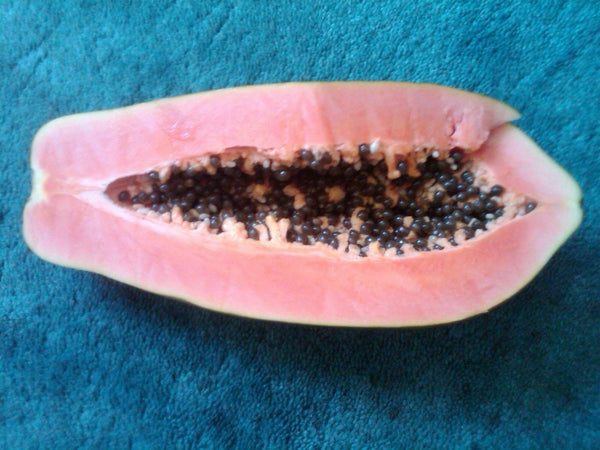 25 Seeds Meradol Maradol Caribbean Red Caribbean Sunrise Papaya Plant Big Fruit