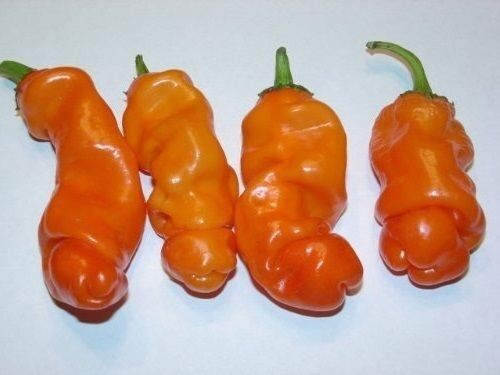 25 Seeds Peter Pepper ORANGE Heirloom Hot XXX chili Hilarious Rare unique Gift!