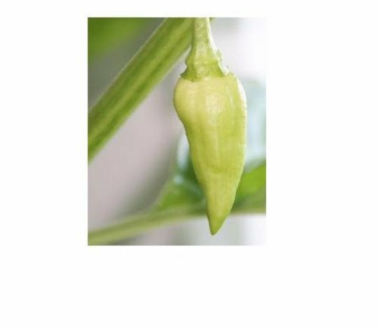 15 Seeds White Bhut Jolokia Ghost Pepper Hot Chile Chili Rare Naga Extreme Spicy