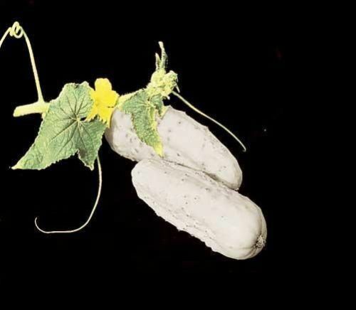 PRE ORDER 3 (6-9) Live 3 - 6" inch Seedlings White Wonder Cucumber Rare Heirloom Healthy