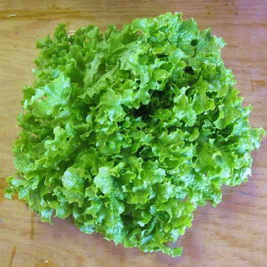 3 (6) Live 3 - 6 inch Seedlings GREEN Salad Bowl Lettuce Loose Leaf AAS Heirloom