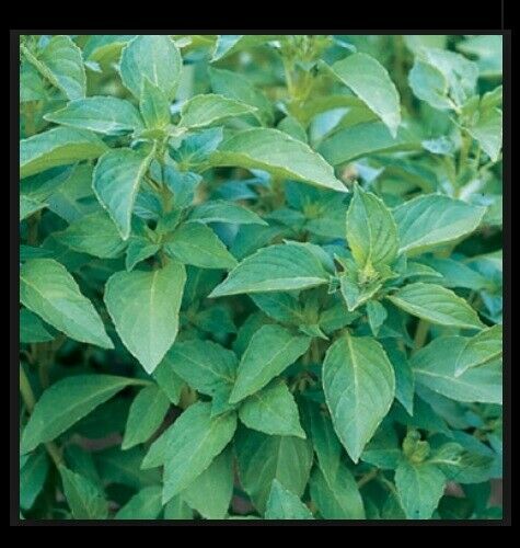 3 (6) Live 3 - 6" inch Seedlings LEMON Basil Culinary Herb Fresh Great Aroma!