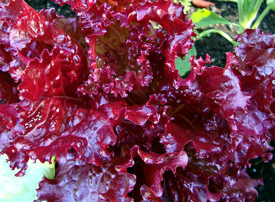 3 (6) Live 4 - 8" Seedlings Ruby Red Loose Leaf Lettuce Crispy Beautiful