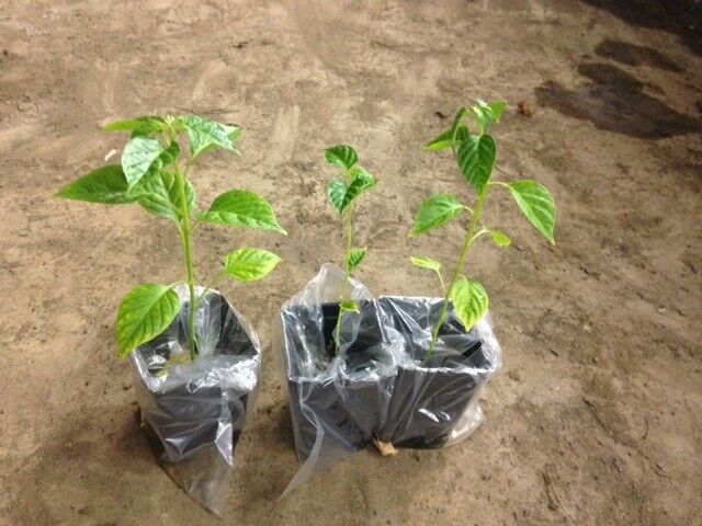 PRE ORDER 3 Live 3 - 5" inch Seedlings Aji Charapita Hot Pepper Peruvian Chili Rare