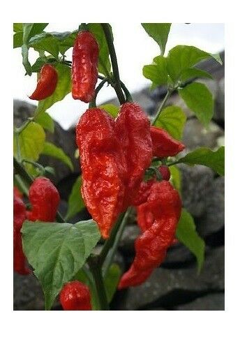 3 Live 4 - 7" inch Seedlings Red Ghost Pepper Bhut Jolokia Hot world record chili