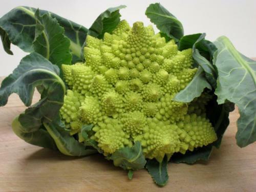 3 Live 3 - 7" inch Seedlings Romanesco Broccoli Rare Brocoflower Fractal Healthy