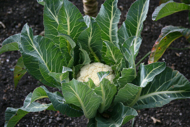 3 Live 4 - 7" inch Seedlings SnowBall Y Cauliflower Improved Healthy Heirloom