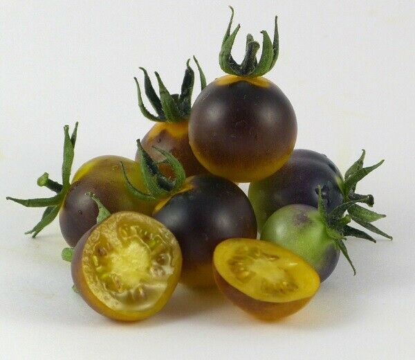 3 Live 3 - 6" inch Seedlings Blue Gold Berries Tomato Heirloom Super Rare Cherry