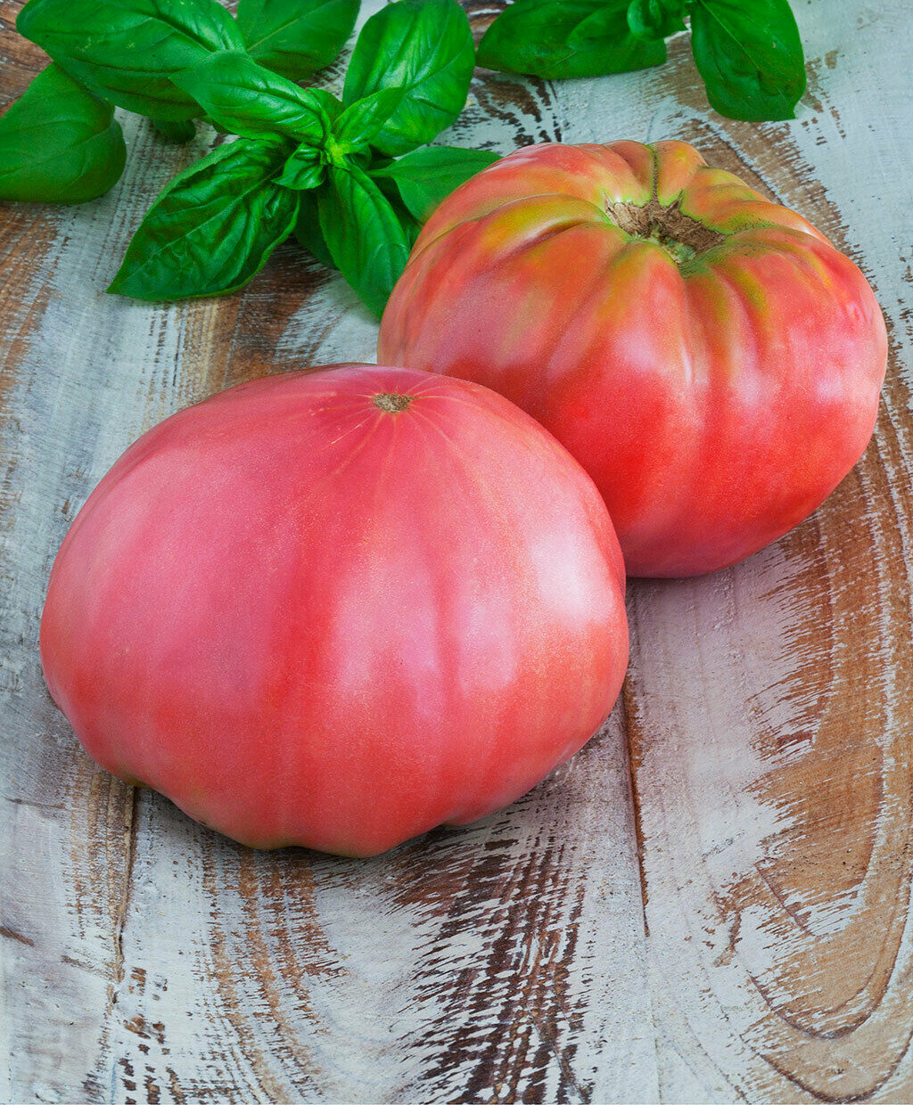 PRE ORDER 3 Live 4 - 7" inch Seedlings Brandywine Pink Tomato Rare Beautiful Color