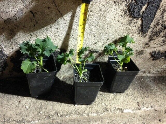 3 Live 5 - 9" inch Seedlings IMPROVED SIBERIAN KALE Delicious Healthy Heirloom