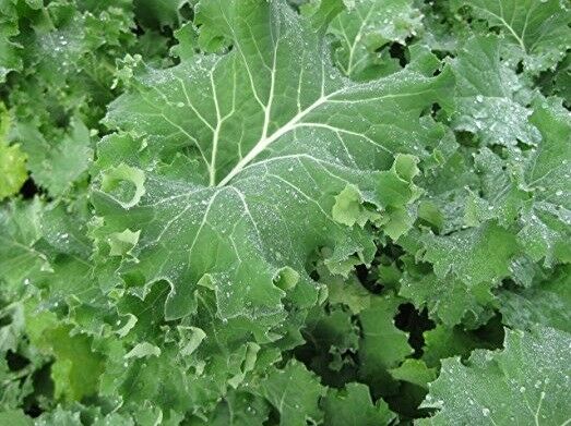 3 Live 5 - 9" inch Seedlings IMPROVED SIBERIAN KALE Delicious Healthy Heirloom
