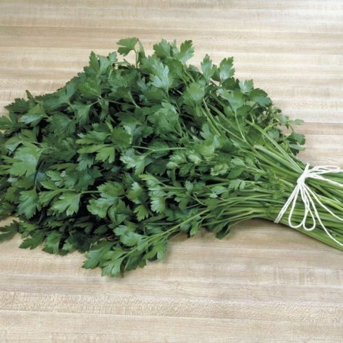 3 (9) Live 4 - 7" inch Seedlings Italian Plain Leaf PARSLEY heirloom fragrant green