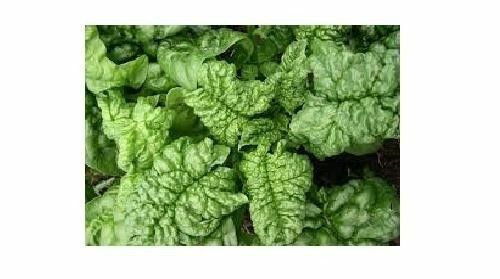 Bloomsdale Spinach 30 - 200 Seeds Longstanding Slow bolt Heirloom Non-GMO