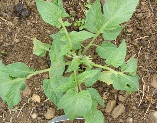 30 Seeds Brandywine Pink Tomato Heirloom Large Slicing Potato Leaved