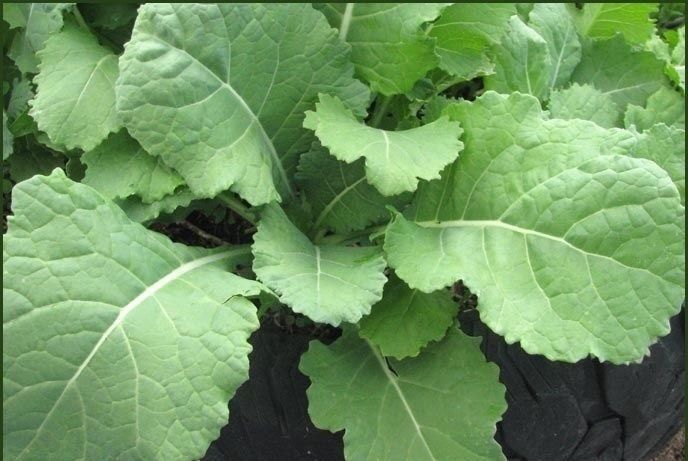 300 Seeds Collards Georgia Southern Greens Heirloom Healthy Delicious 80 Days