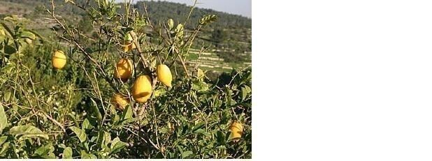 5 Citron Citrus Medica Etrog Esrog Rare Exotic Fruit Seeds Unique Religious