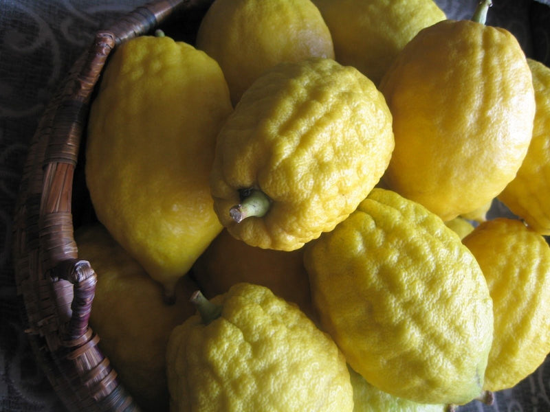 5 Citron Citrus Medica Etrog Esrog Rare Exotic Fruit Seeds Unique Religious