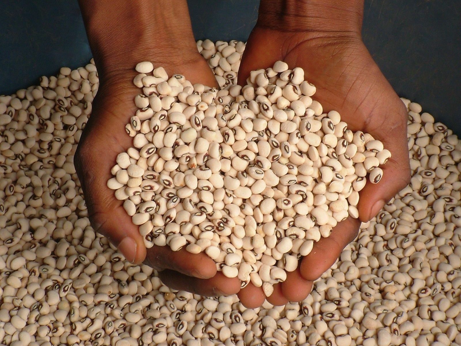 50 BLACKEYE PEA Black Eye Eyed Southern Cow Peas Seeds California Fresh Beans