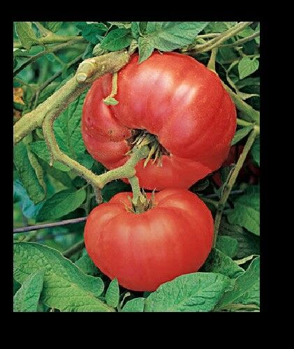 Brandywine RED Tomato 30 -5000 Seeds Heirloom Open Pollinated fresh Non-GMO Big