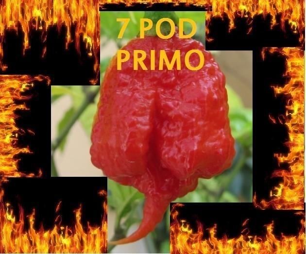 500 Seeds Trinidad 7 Pod (7 Pot) PRIMO Rare Hottest Pepper World Record EXTREME!