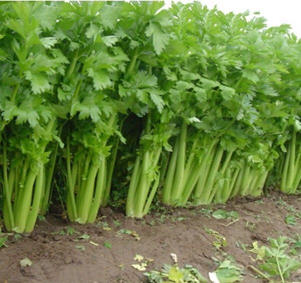 3 Live 4-7" inch Seedlings Tall Utah 52-70 CELERY Improved Crispy Non-GMO