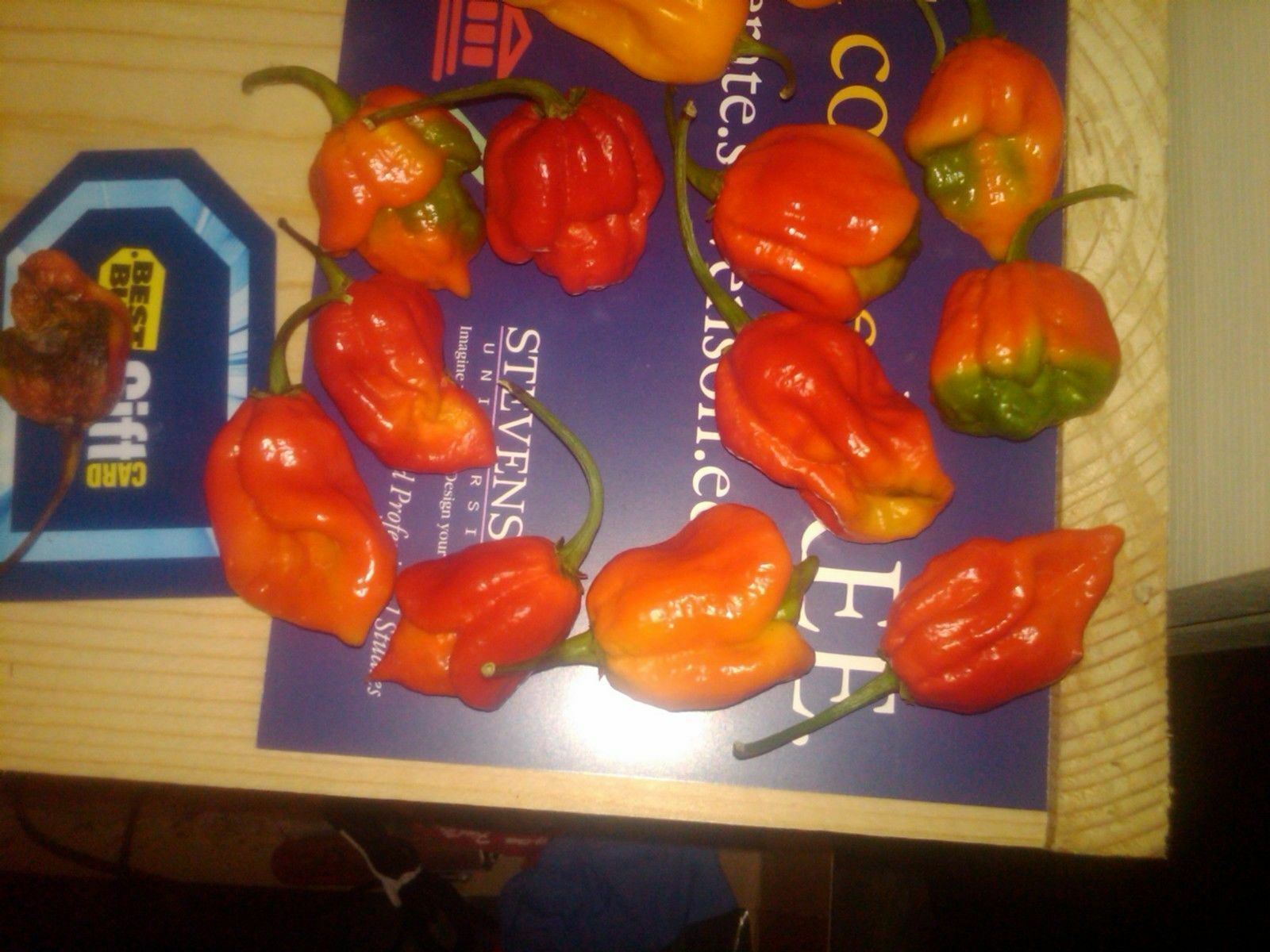 75 Seeds Trinidad Scorpion BUTCH T Worlds Hottest! WHOLESALE PRICE RARE Pepper