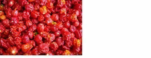 75 Seeds Trinidad Scorpion BUTCH T Worlds Hottest! WHOLESALE PRICE RARE Pepper