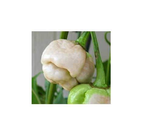 Trinidad 7 Pot (pod) WHITE 10 Seeds very rare Hot pepper Extreme Spice Heirloom