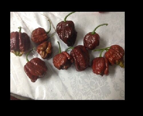 8.5 Grams Chocolate Moruga chili Powder sample spice World Record Hottest! Brown