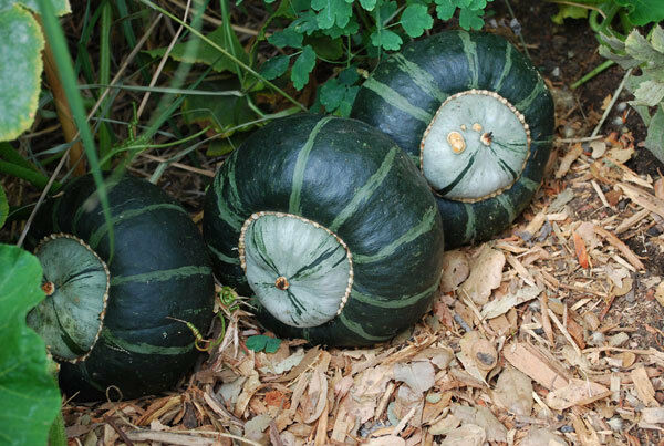 Buttercup Burgess Winter Squash 10 Seeds Treated Heirloom 3-4 lbs! Sweet Flesh