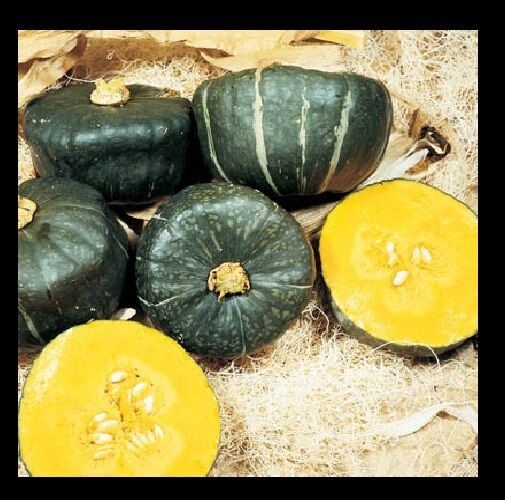 Buttercup Burgess Winter Squash 10 Seeds Treated Heirloom 3-4 lbs! Sweet Flesh