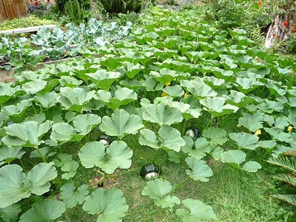 Buttercup Burgess Winter Squash 10 Seeds Treated Heirloom 3-4 lbs! Sweet Flesh