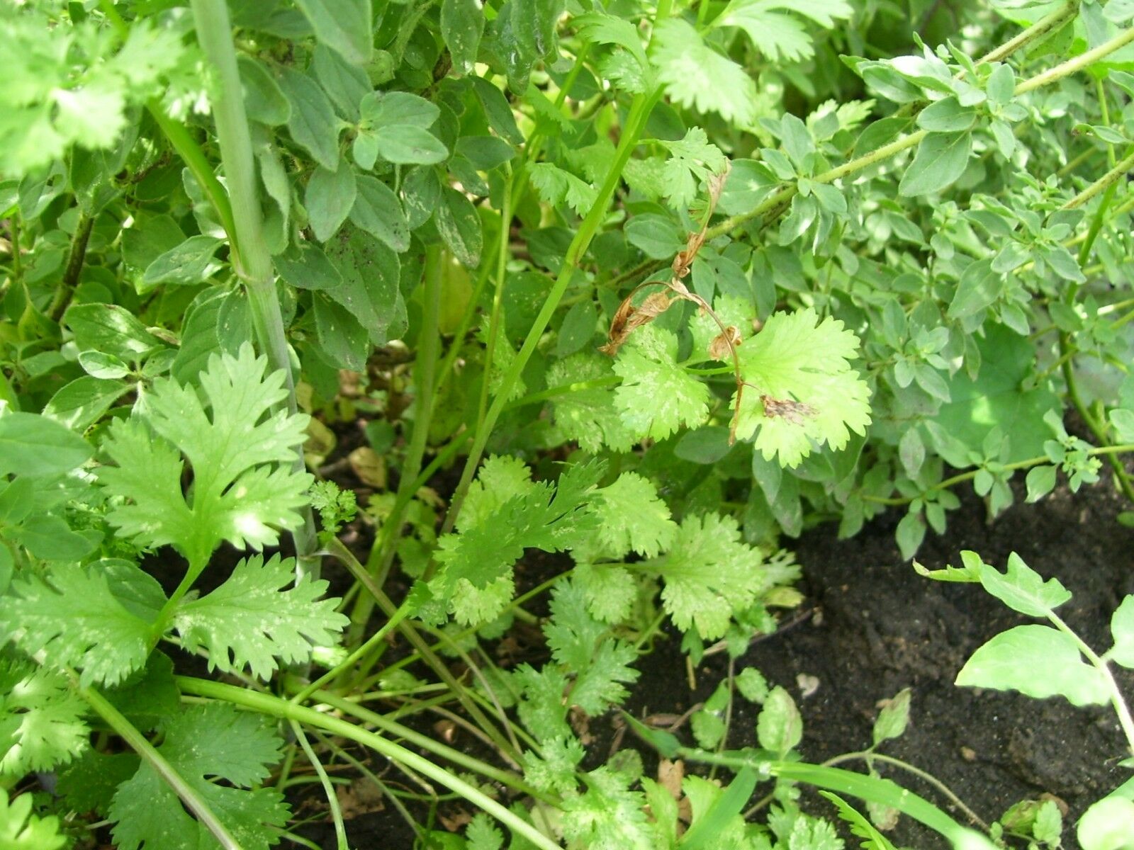 CILANTRO Coriander Seeds Microgreens Leisure Chinese Parsley Bulk Herbs Healthy