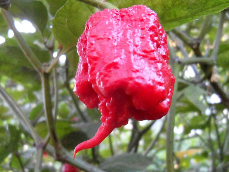 COMBO Carolina Reaper Naga Viper Red Ghost Moruga Red Scotch Bonnet 10 Seeds HOT