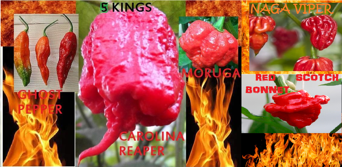 COMBO Carolina Reaper Naga Viper Red Ghost Moruga Red Scotch Bonnet 10 Seeds HOT