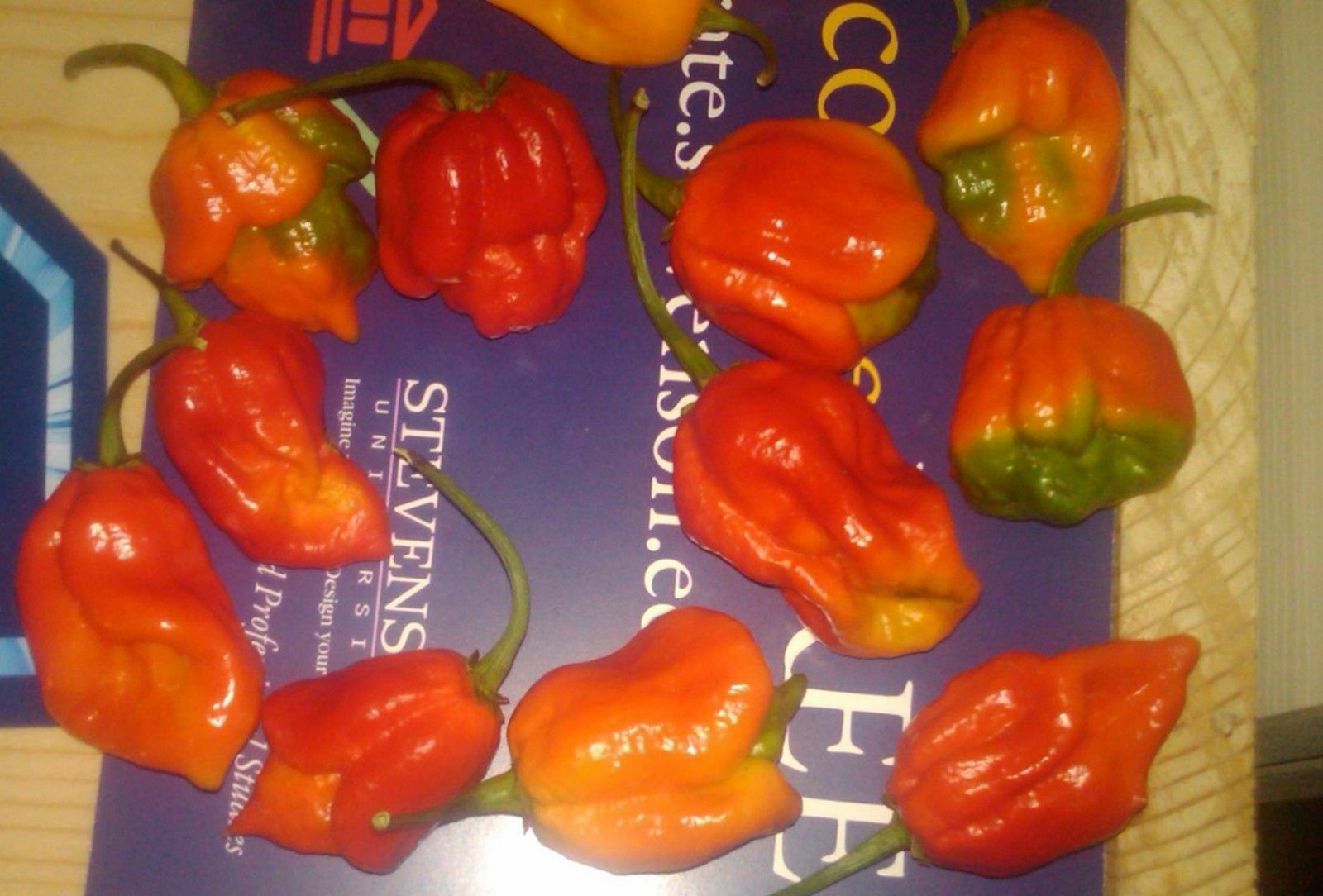 COMBO PACK: 20 Seeds Trinidads BUTCH T RED & YELLOW, MORUGA SCORPION Hot PEPPER