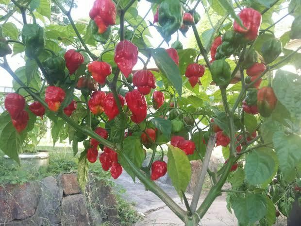 COMBO PACK Ghost pepper Carolina Reaper Trinidad Moruga Scorpion Hot chili seeds