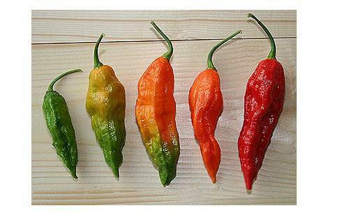 COMBO PACK Ghost pepper Carolina Reaper Trinidad Moruga Scorpion Hot chili seeds