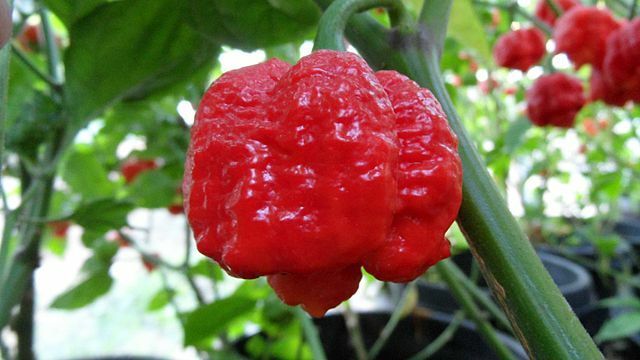 COMBO PACK Ghost pepper Carolina Reaper Trinidad Moruga Scorpion Hot chili seeds