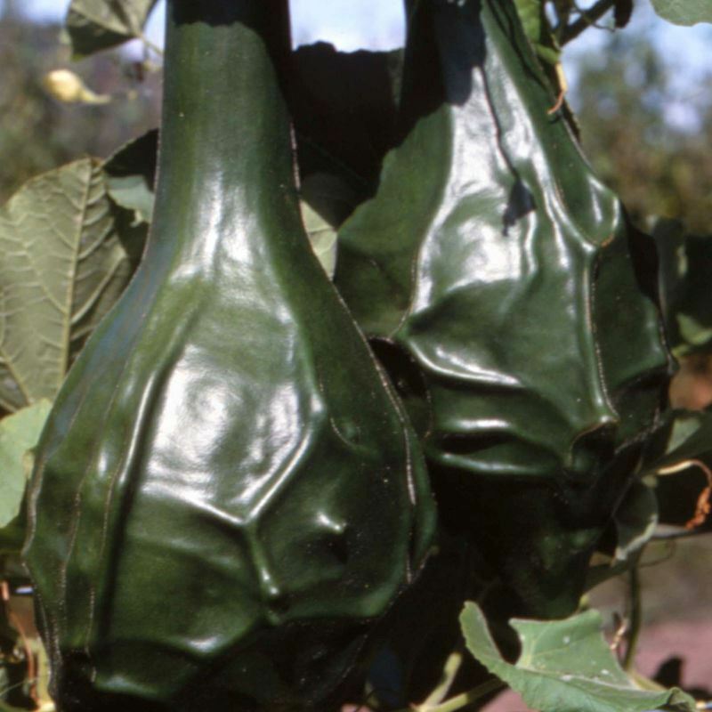 Caveman's Club Gourd 10-50 seeds heirloom beautiful unique Arts & Crafts Maranka