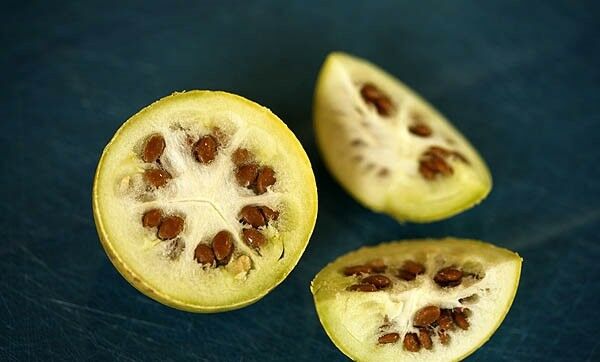 Colocynth Bitter Apple 15- 300 SEEDS Citrullus Bitter Cucumber Vine of Sodom Oil