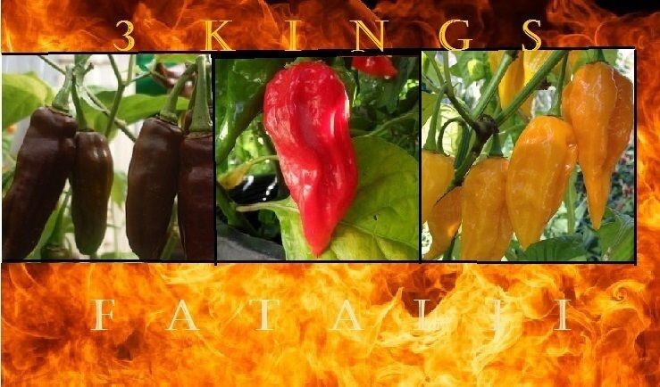 Combo 3 Fataliis-15 Seeds Each: RED + CHOCOLATE + ORANGE/YELLOW HOT Chili pepper