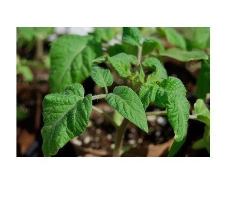 Combo Brandywine YELLOW RED BLACK PINK Tomato 30 SEEDS Rare Beefsteak Slicing