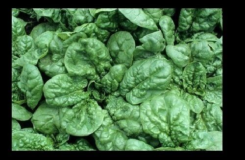 Combo RHUBARB Victoria, SWISS CHARD Ruby Red, SPINACH Bloomsdale 25-30 seeds Pie
