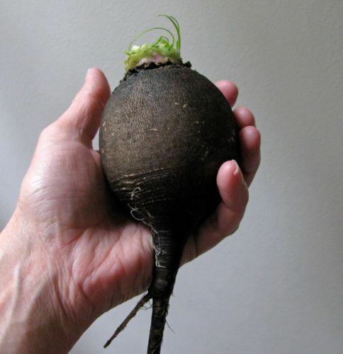 Combo Radish Seeds French Breakfast, Spanish Round, White Icicle, German Giant