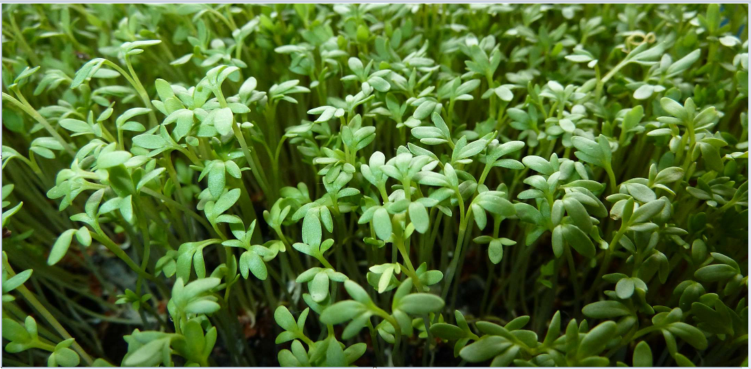 garden cress seeds meaning in hindi Curly Garden Cress seeds (200
