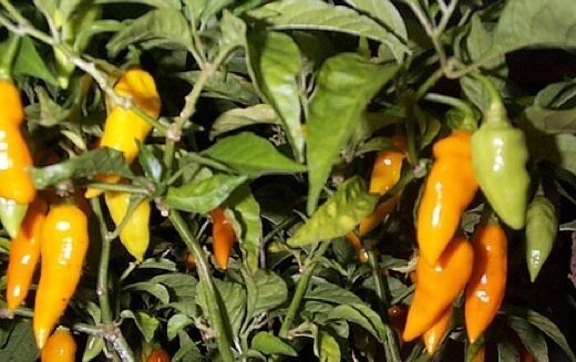Datil Yellow 15 Seeds SuperHot chili pepper aromatic Heirloom extreme Rare Sauce