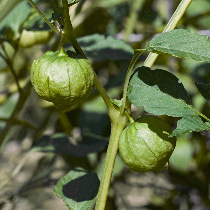 PRE ORDER 3 Live 4 – 7 inch Seedlings Husk Ground Cherry (Cape Gooseberry) Tart Superfood