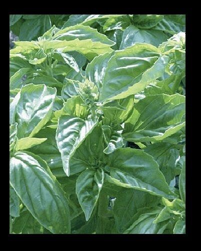 Genovese Basil Fresh 150 Seeds Heirloom culinary Herb plant garden great 4 Pesto