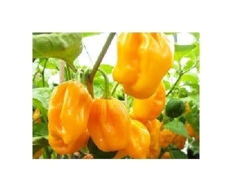 Habanero Big Sun Yellow 15 Seeds Heirloom Hot African chili pepper extreme Rare